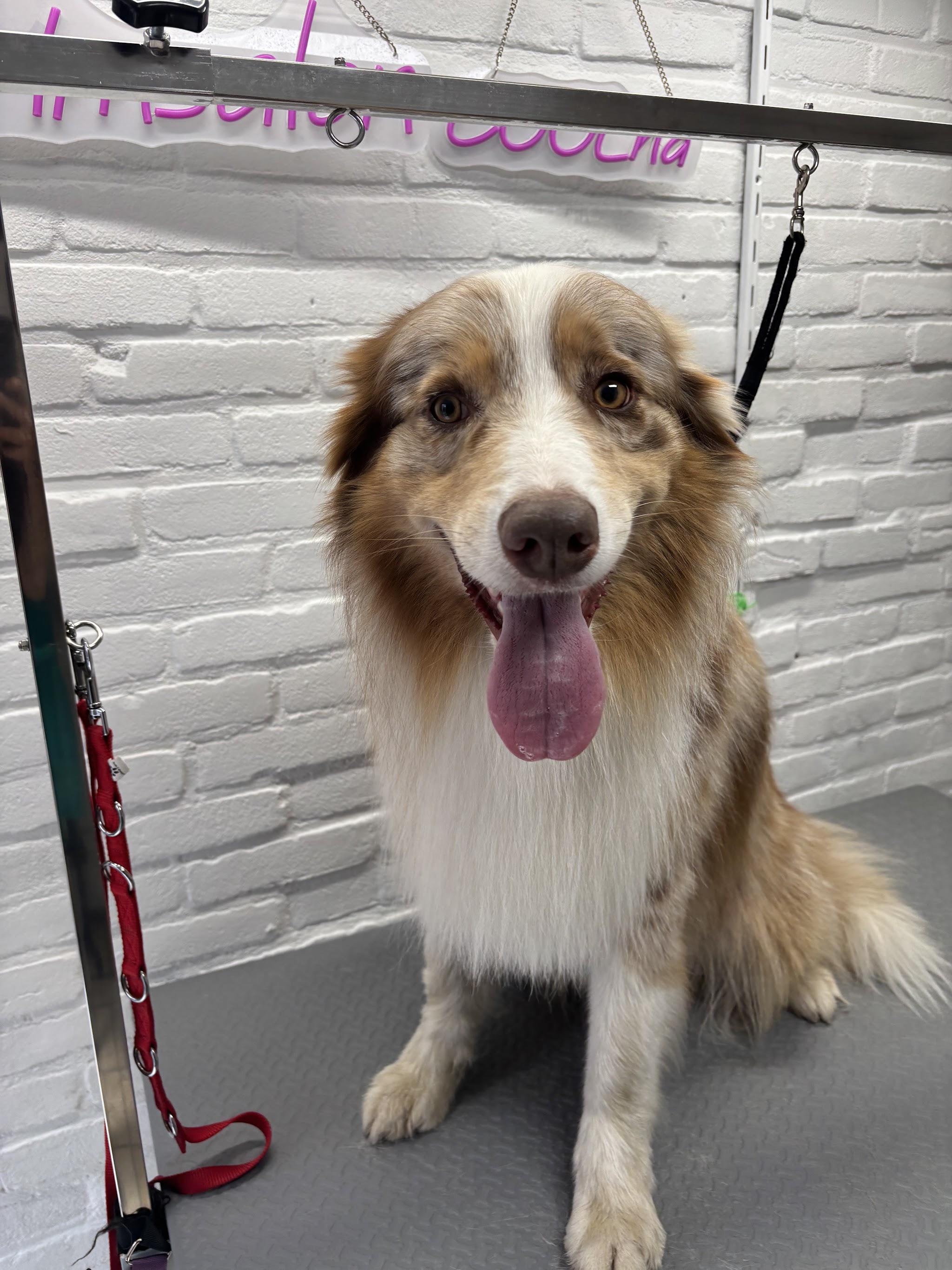 Bruin-witte langharige hond met de tong uit de bek op de trimtafel, onder het neonbord