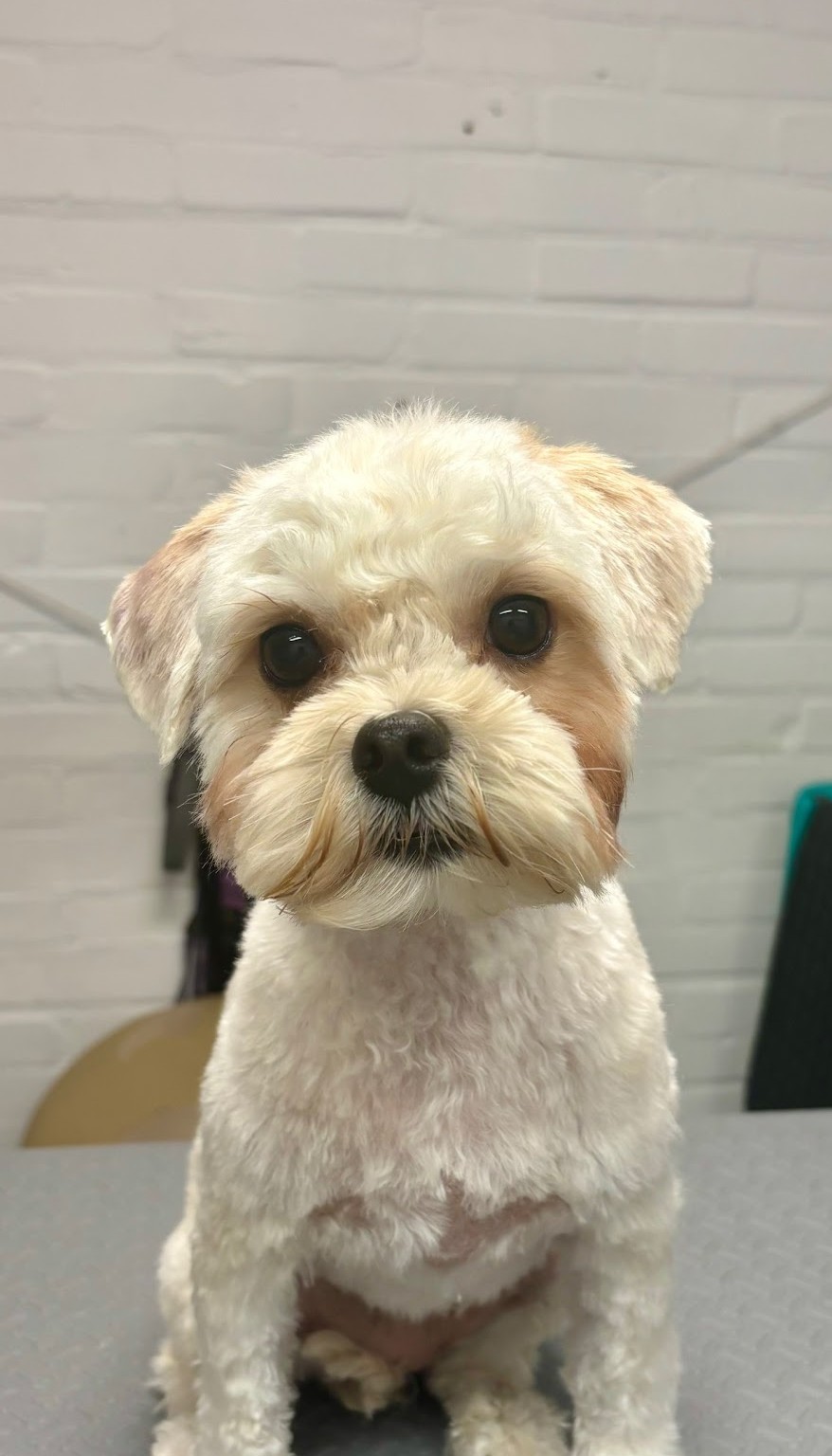Na de trimbeurt: hetzelfde hondje kort en netjes geknipt op dezelfde trimtafel