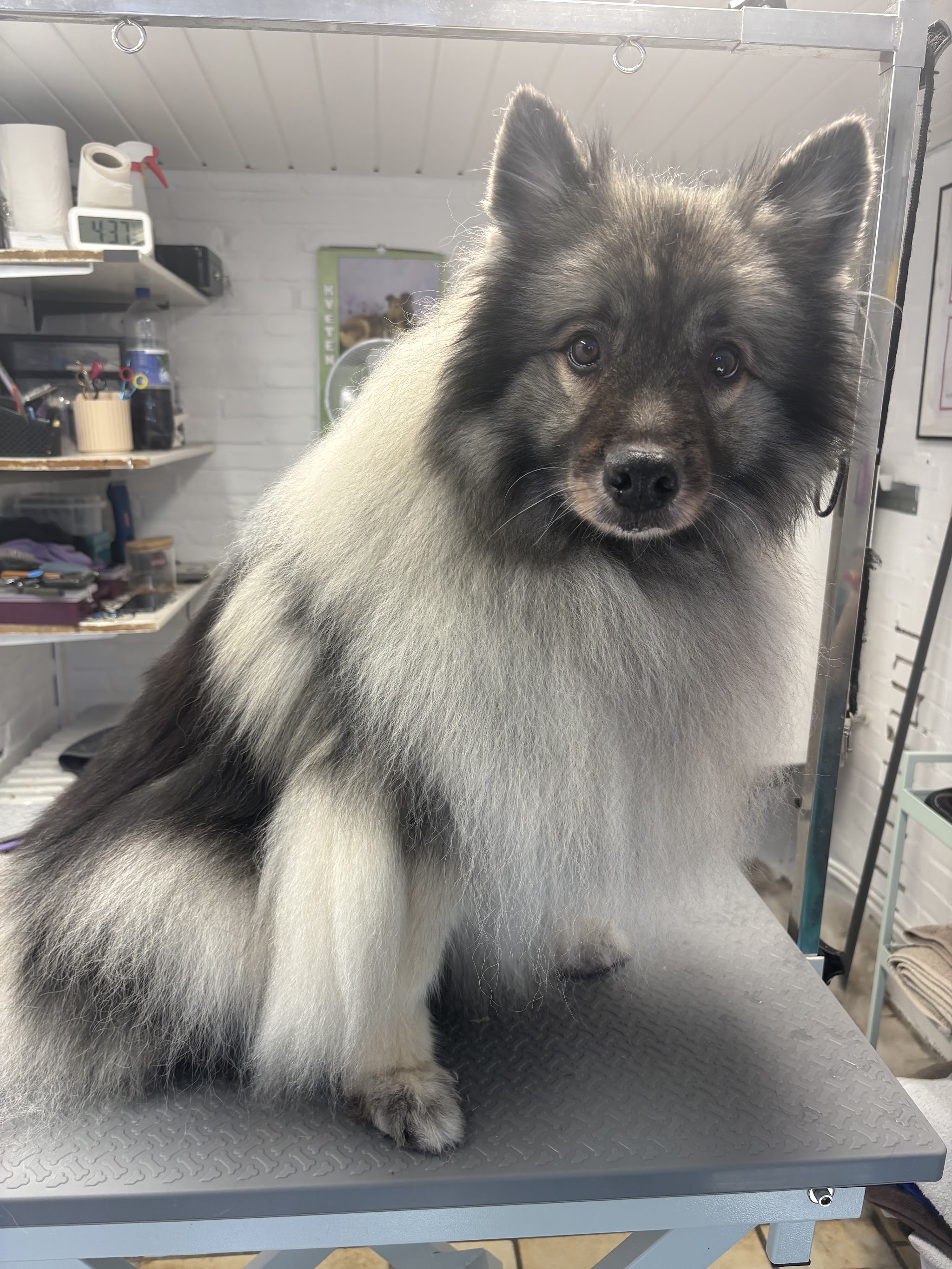 Grijs-witte hond met een volle, net geborstelde vacht op de trimtafel in de salon