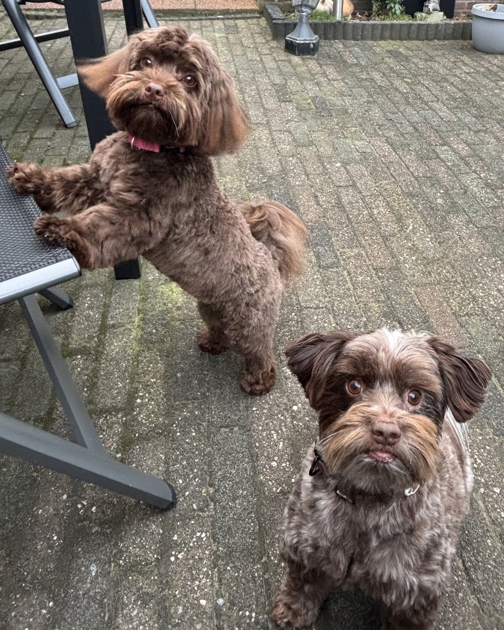 Twee chocoladebruine hondjes met verzorgde krullende vacht buiten op de tegels