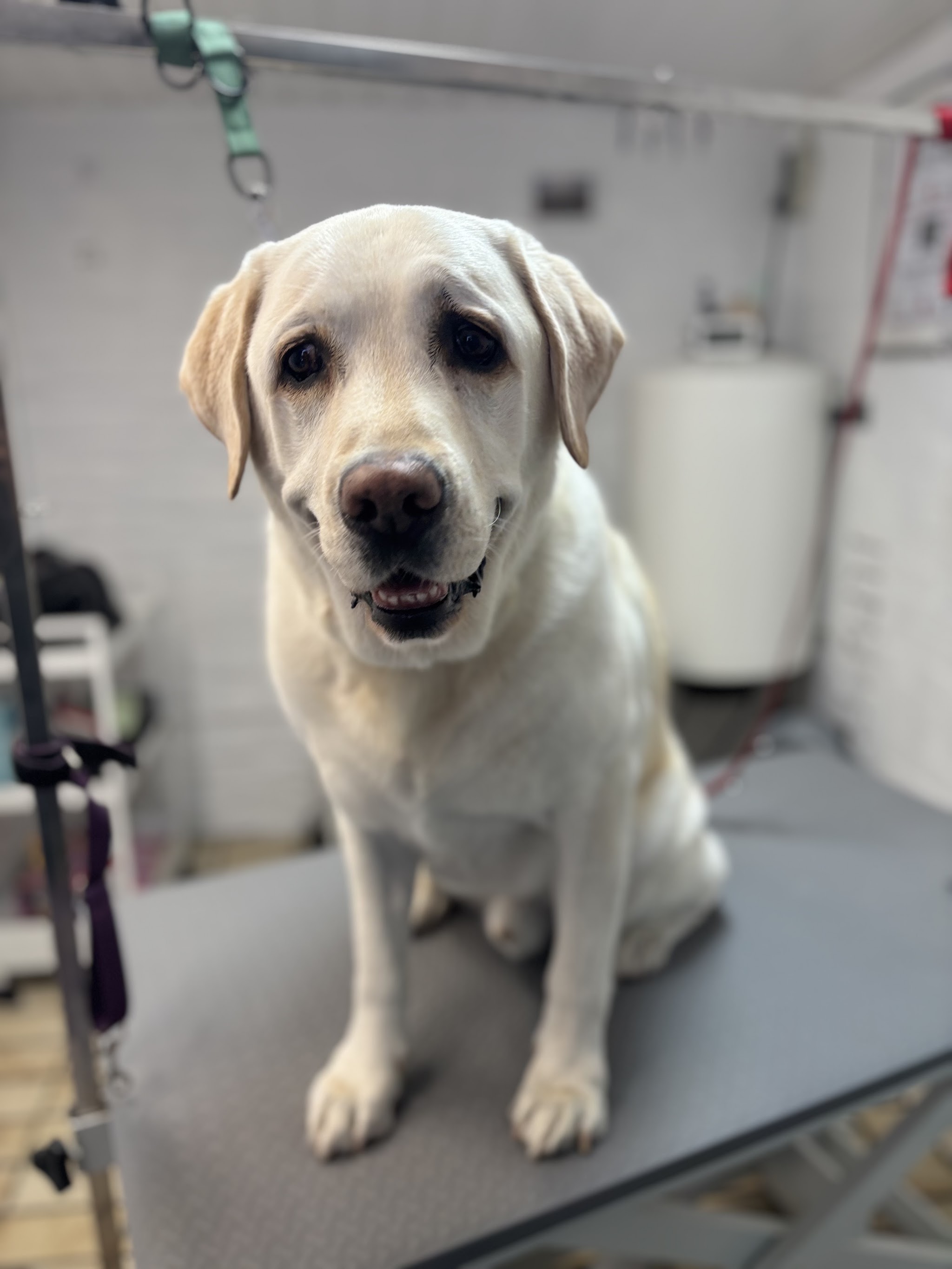 Blonde hond zit netjes op de grijze trimtafel in de salon