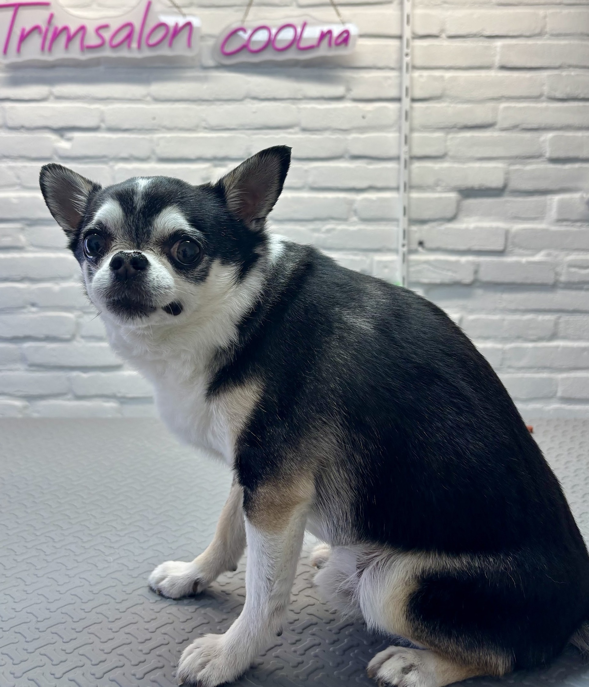 Zwart-wit hondje op de trimtafel, met het roze neonbord Trimsalon COOLna op de witte bakstenen muur erboven